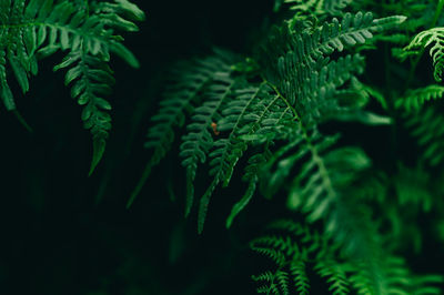 Close-up of fern leaves