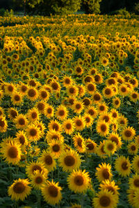 Scenic view of sunflower field