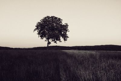 Tree on field against clear sky