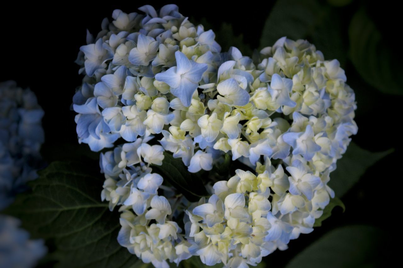 flower, freshness, fragility, petal, growth, beauty in nature, flower head, white color, close-up, nature, plant, blooming, bunch of flowers, hydrangea, in bloom, blossom, night, focus on foreground, black background, botany