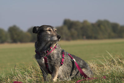 Dog looking away on field