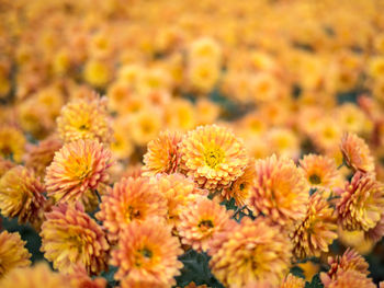 Close-up of yellow flowers