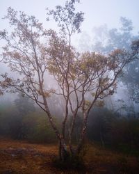 Trees by lake in forest against sky