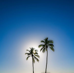 palm tree