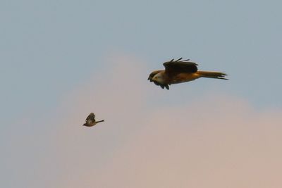 Bird flying against clear sky