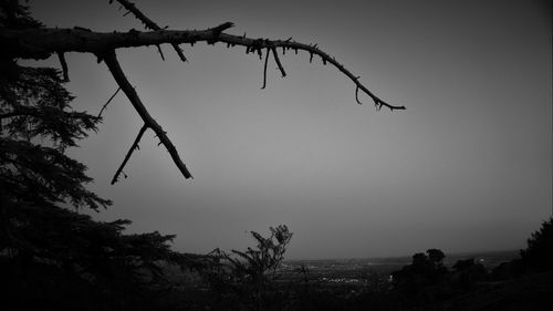 Low angle view of silhouette tree against sky at dusk