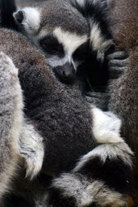 Close-up of cat sleeping