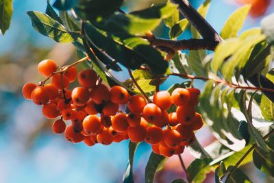 Low angle view of fruits growing on tree