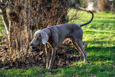 Dog standing on field