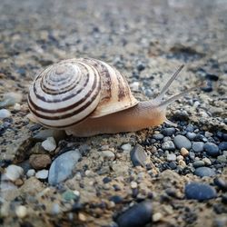 Close-up of snail on sand