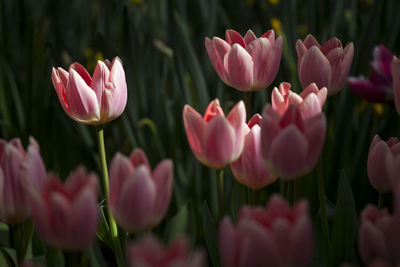 Close-up of crocus flowers