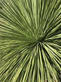Full frame shot of palm leaf