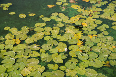 High angle view of water lily in lake