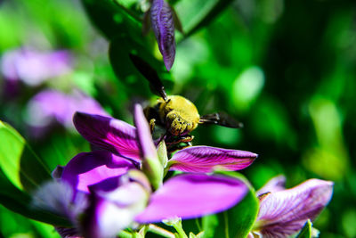 Close-up of insect on purple flower