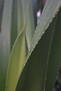 Close-up of dew drops on leaf