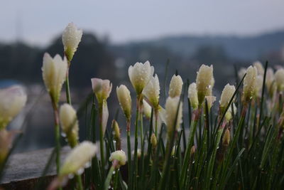 Close-up of flowering plants on field