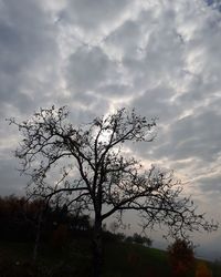 Low angle view of tree against sky