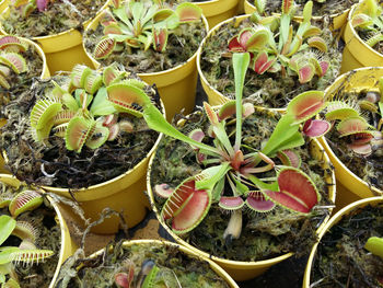 Carnivorous tropical flytrap pitcher plant,nepenthes species