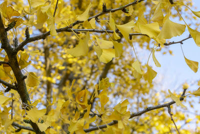 Close-up of yellow flowering plant during autumn