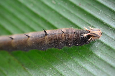 Close-up of insect on leaf