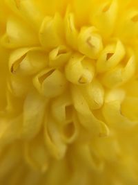 Full frame shot of yellow flower