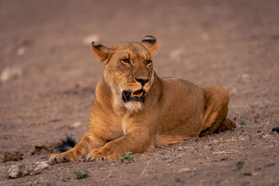 Lioness looking away