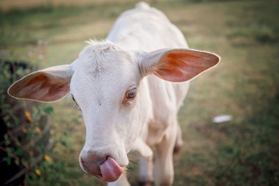 Close-up of goat on field