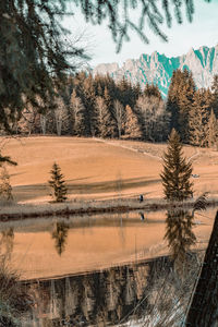 Trees on field during winter