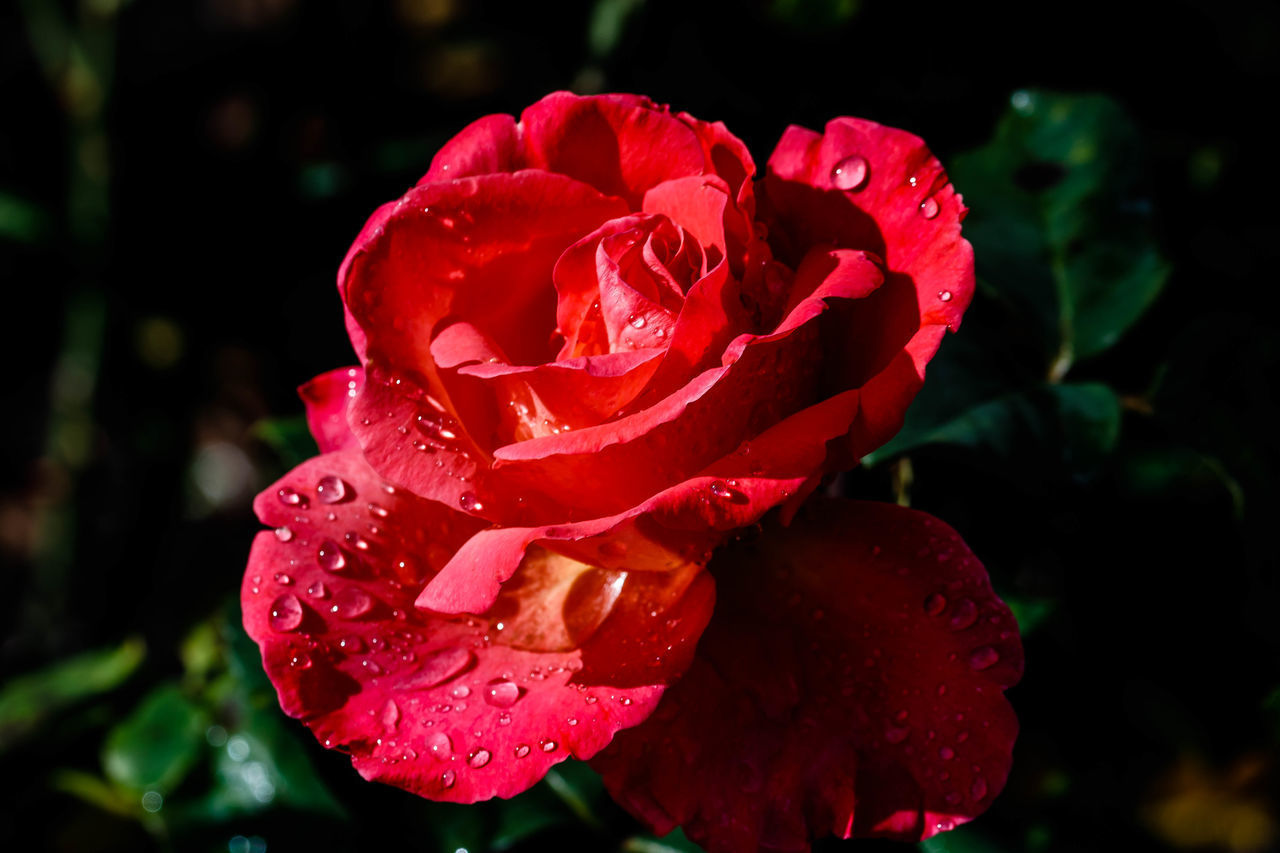 CLOSE-UP OF RAINDROPS ON ROSE