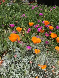 Close-up of flowers blooming in field