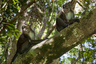 Philippine long-tailed macaque from palawan