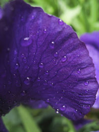 Close-up of water drops on flower