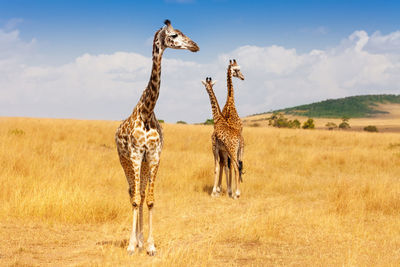 View of giraffe on field against sky