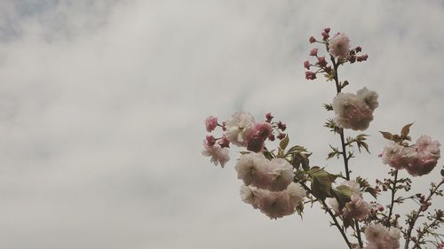 Low angle view of pink flowers against sky
