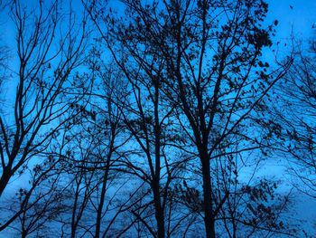 Low angle view of bare trees against clear sky