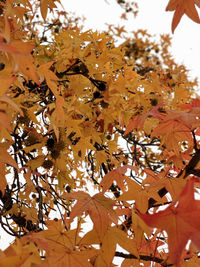 Low angle view of maple leaves on tree against sky