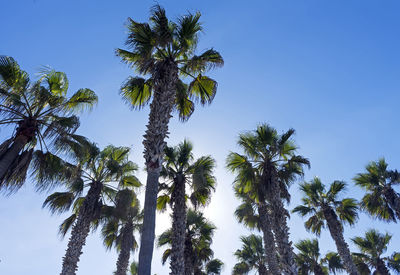 Palm trees and blue sky in california,usa.