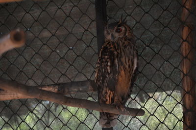 Close-up of owl in cage at zoo