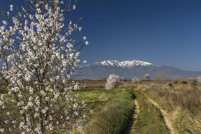 Scenic view of flowering trees on field against sky