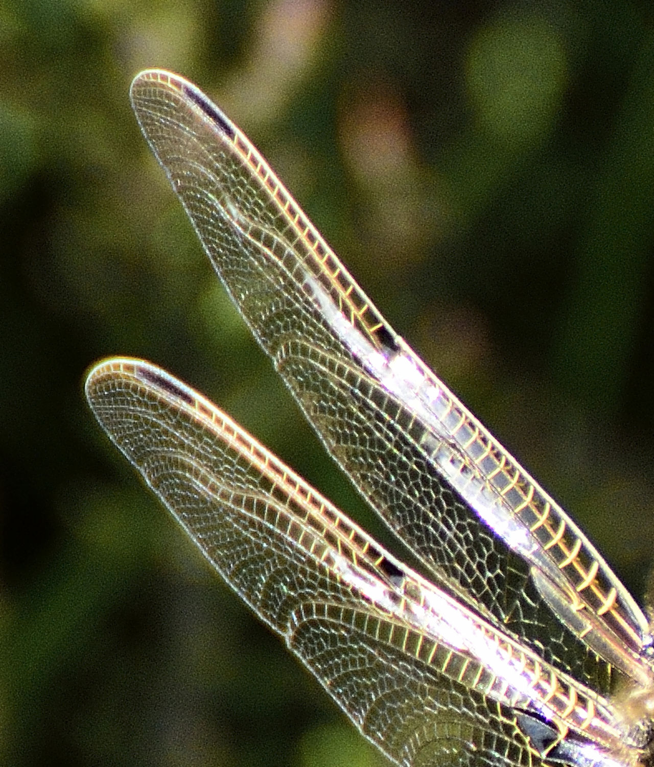 Four spotted chaser wings