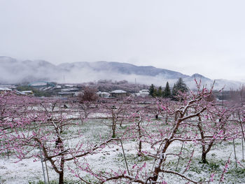 Peach flowers in bloom in the japanese spring after a sudden and rare snowstorm.