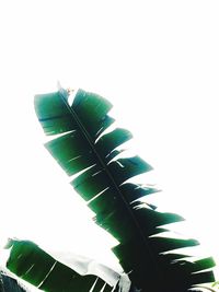 Low angle view of leaf against sky