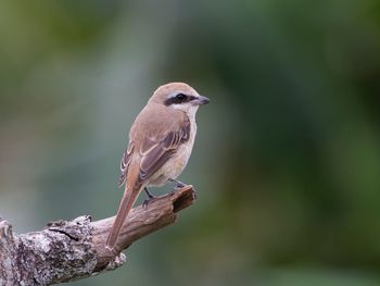 Close-up of bird perching outdoors