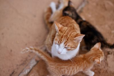 Street cat family 