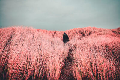 Hooded man lost in the sea of pink grass