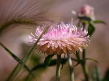 Close-up of pink flower