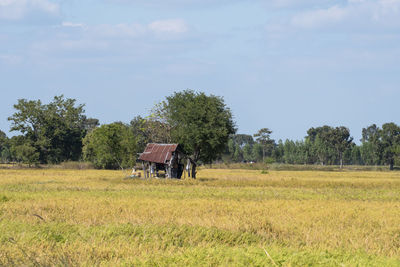 Hay bales on field against sky