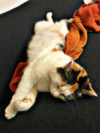 High angle view of cat resting on sofa at home