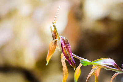 Close-up of plant