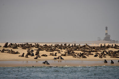 Flock of birds by sea against clear sky